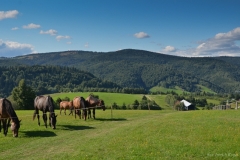 letavy2011-5933