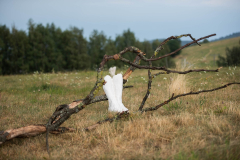 image305